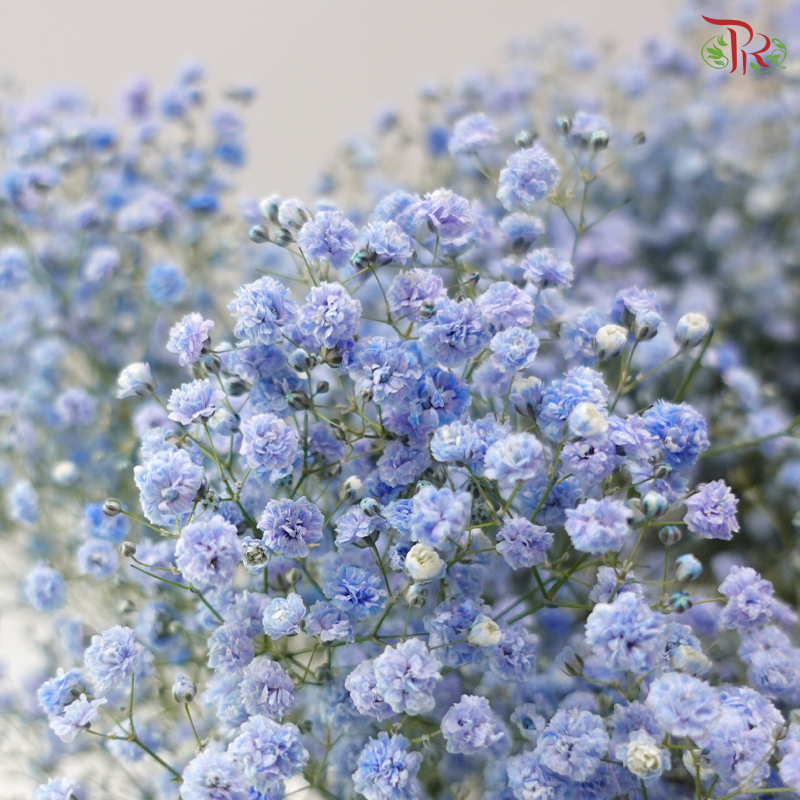 Baby's Breath - Bright Blue (0.4-0.5 kg)