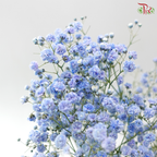 Baby's Breath - Bright Blue (0.4-0.5 kg)