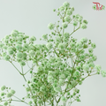 Baby's Breath Dyed - Light Mint (0.4-0.5kg)