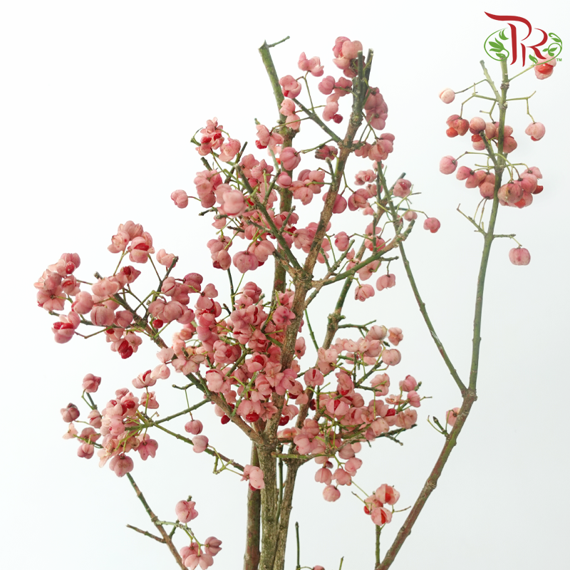 Euonymus Maackii (Bai Du Guo) - Pink (Per Bunch)