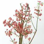 Euonymus Maackii (Bai Du Guo) - Pink (Per Bunch)