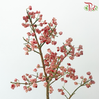 Euonymus Maackii (Bai Du Guo) - Pink (Per Bunch)