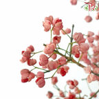 Euonymus Maackii (Bai Du Guo) - Pink (Per Bunch)