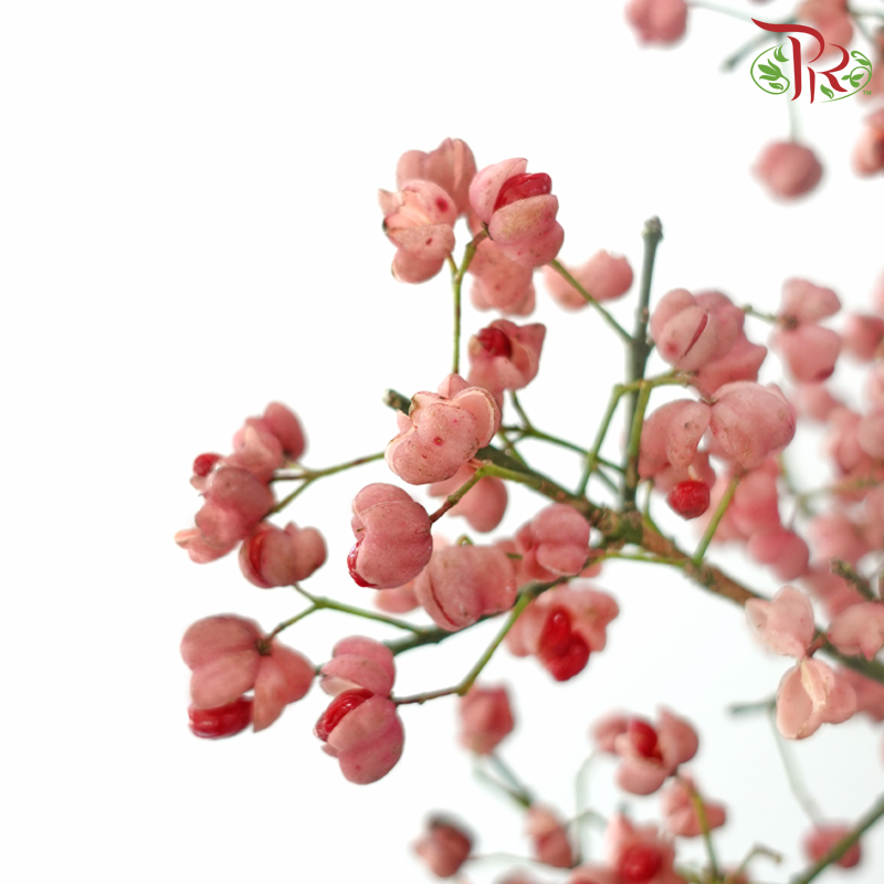 Euonymus Maackii (Bai Du Guo) - Pink (Per Bunch)