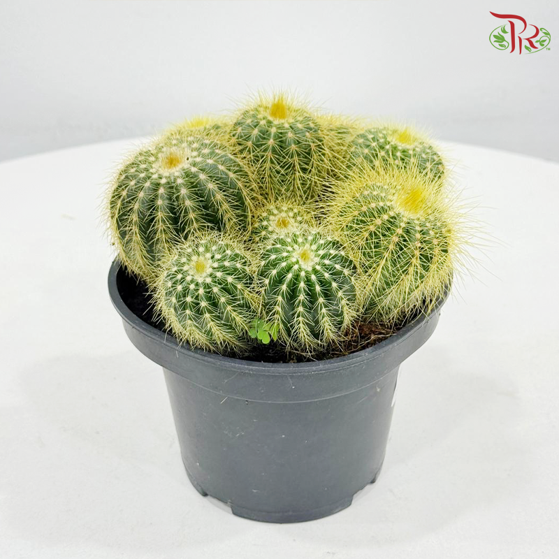 Cactus Mix P150《仙人掌》（With Option)