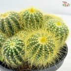 Cactus Mix P150《仙人掌》（With Option)