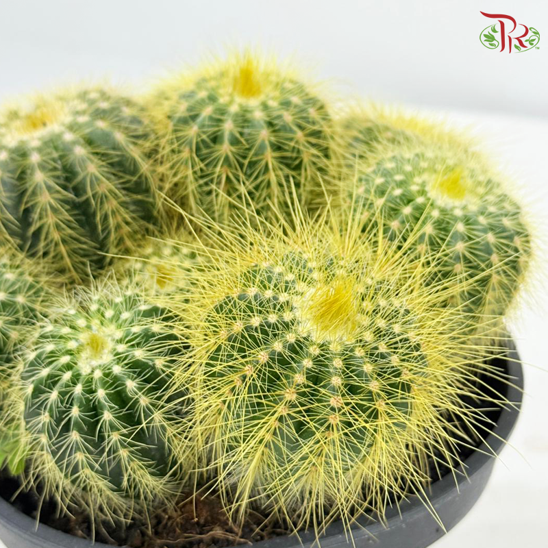 Cactus Mix P150《仙人掌》（With Option)