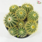 Cactus Mix P150《仙人掌》（With Option)