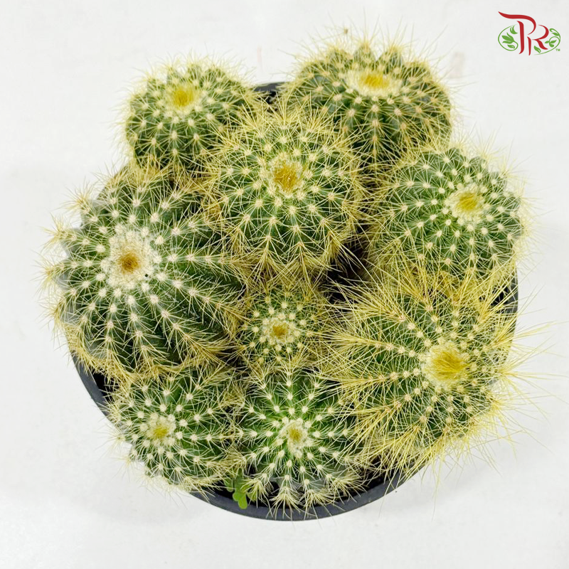 Cactus Mix P150《仙人掌》（With Option)