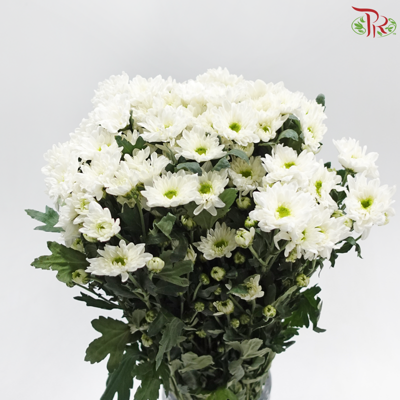 Chrysanthemum Pompom - Baltica White (12 Stems)