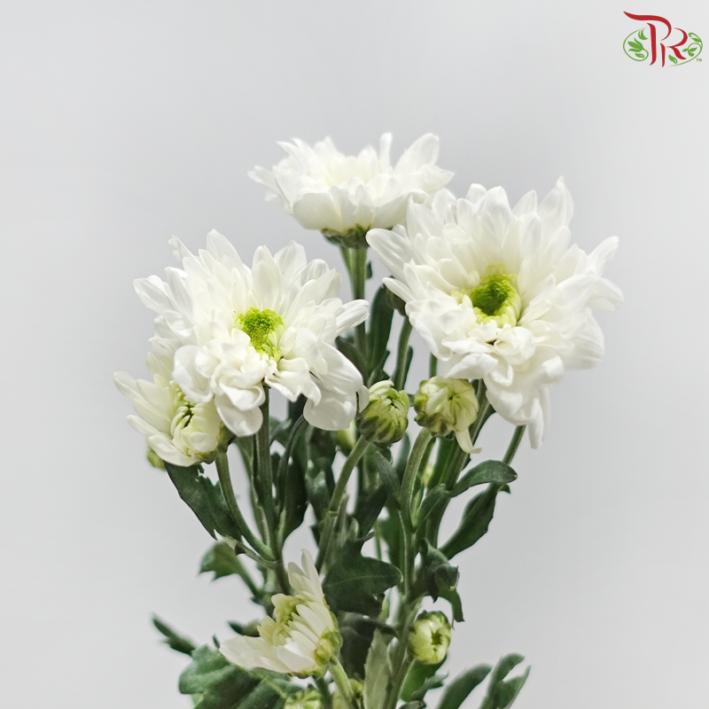 Chrysanthemum Pompom - Baltica White (12 Stems)