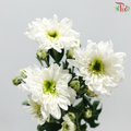 Chrysanthemum Pompom - Baltica White (12 Stems)