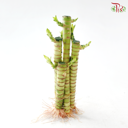 5in1 Dragon Bamboo H20《5in1 龙头文昌竹》