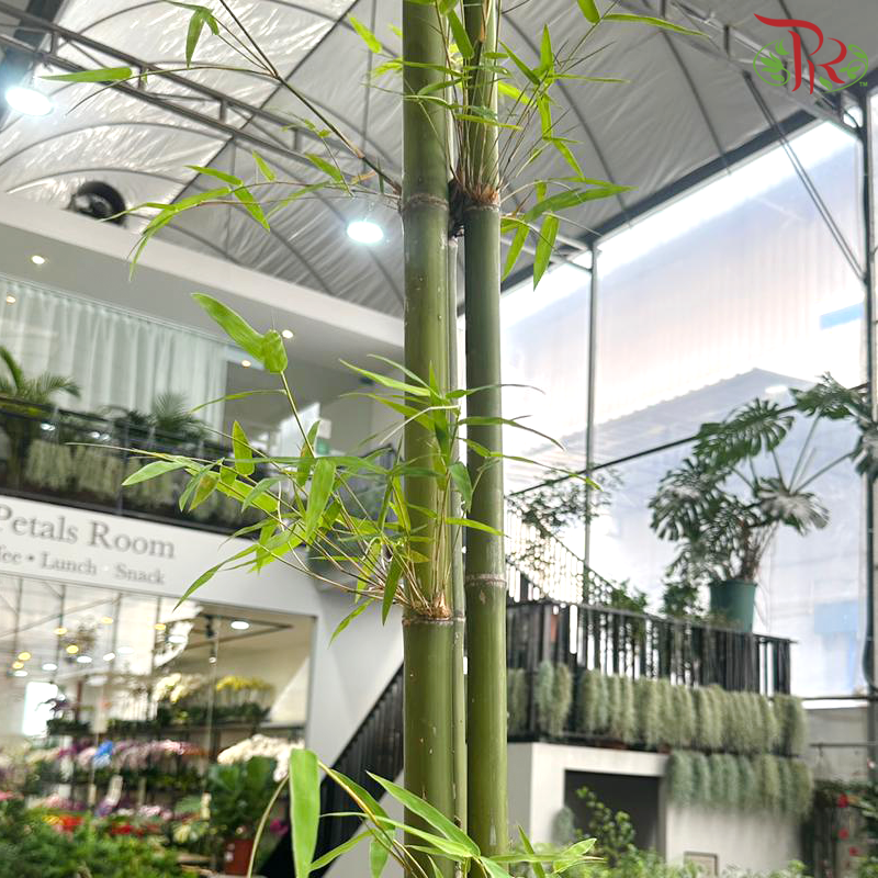 Stone Bamboo 1.5M《黄古竹》