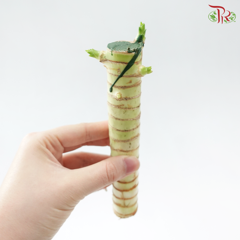 3in1 Dragon Bamboo H20 《3in1 龙头文昌竹》