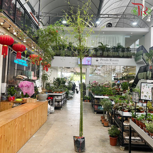 Stone Bamboo 1.5M《黄古竹》