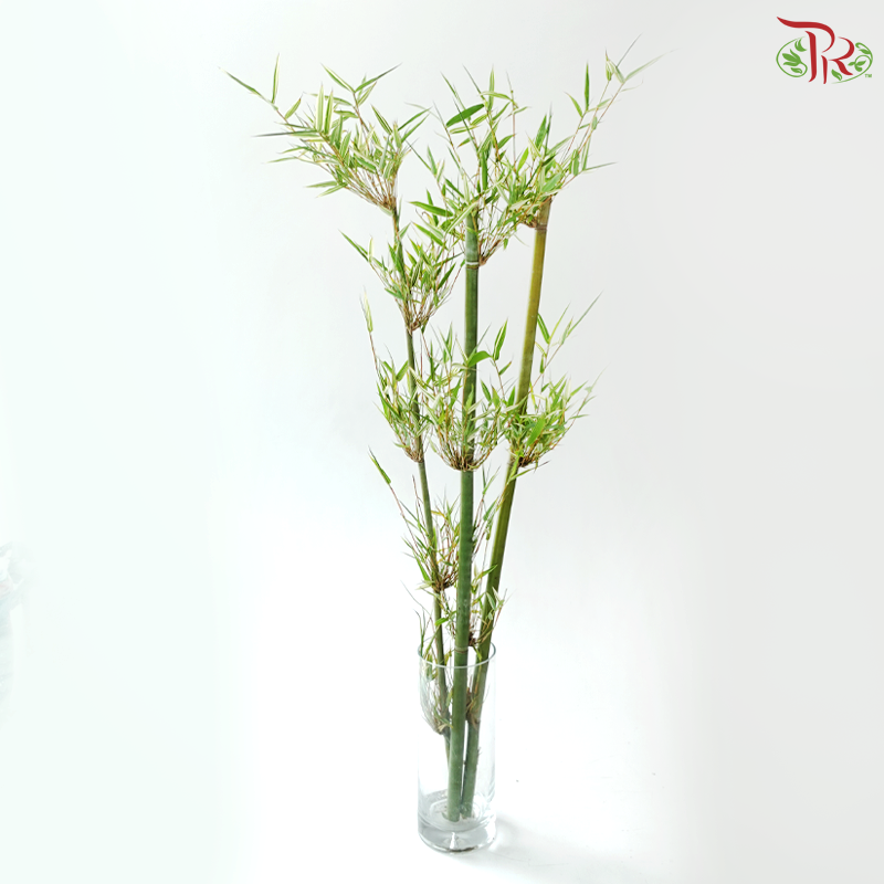Bambusa Fern Leaf (3 Stems)