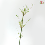 Bambusa Fern Leaf (3 Stems)
