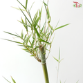 Bambusa Fern Leaf (3 Stems)