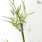Bambusa Fern Leaf (3 Stems)