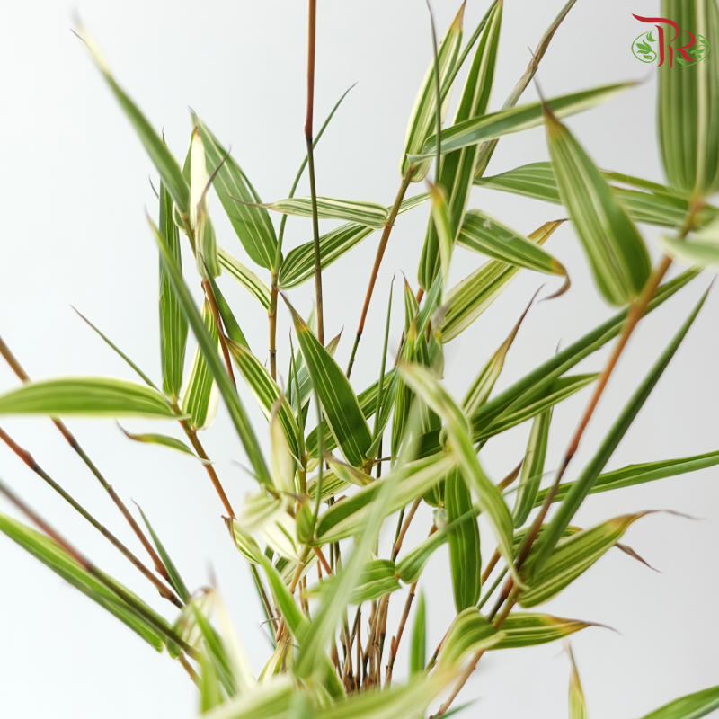 Bambusa Fern Leaf (3 Stems)