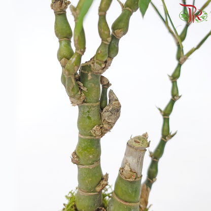 Bambusa Ventricosa (Kokedama)-Complementary with white pot《葫芦竹-苔玉》 - Pudu Ria Florist