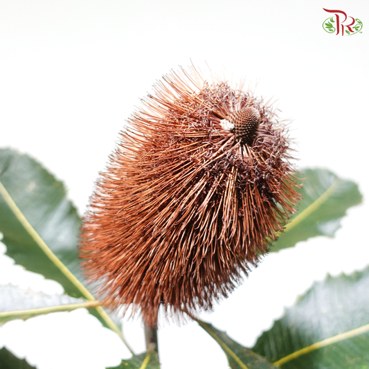 Banksia YYJ - Brown (Per Stem)