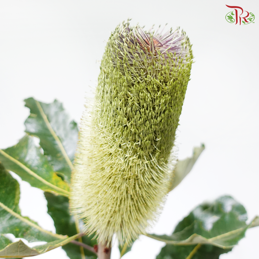 Banksia YYJ - Green (Per Stem)