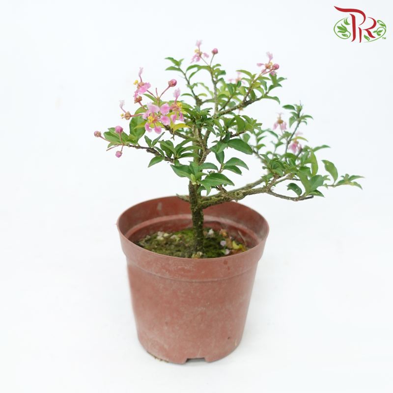 Barbados Cherry (Malpighia E)  P150《西印度樱桃》(With Size Options)