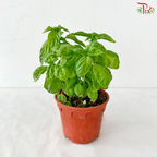 Basil P150《九层塔》