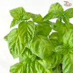 Basil P150《九层塔》