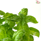Basil P150《九层塔》