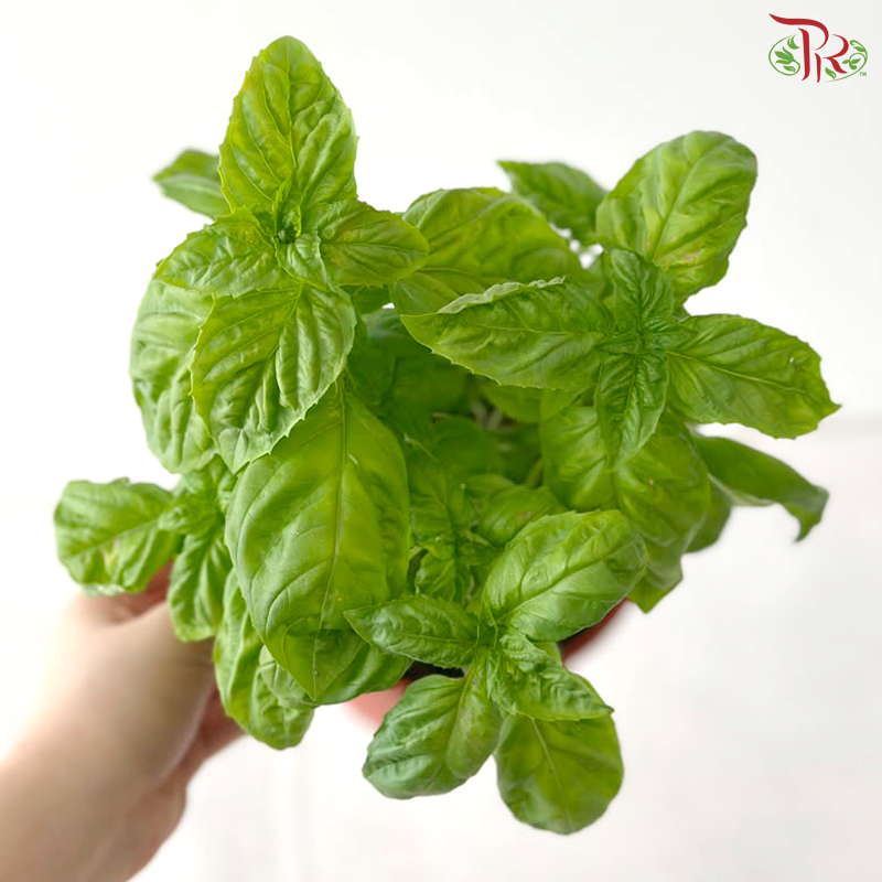 Basil P150《九层塔》