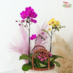 【RAYA 2026】Raya Delight