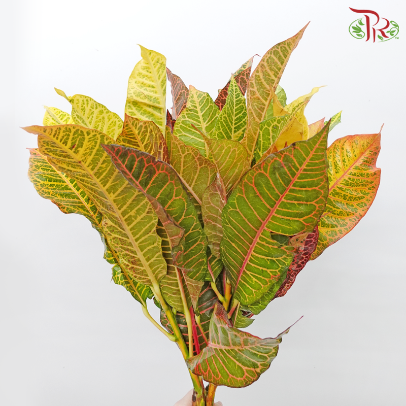 Batik Leaf (Croton) - Per Bunch - Pudu Ria Florist