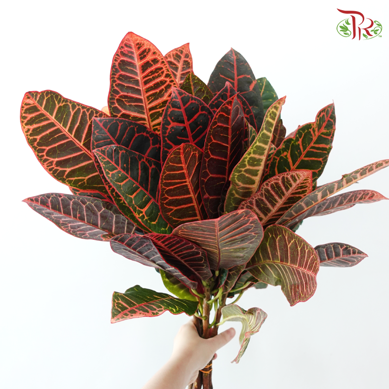 Batik Leaf (Croton) - (Per Bunch)