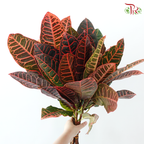 Batik Leaf (Croton) - (Per Bunch)