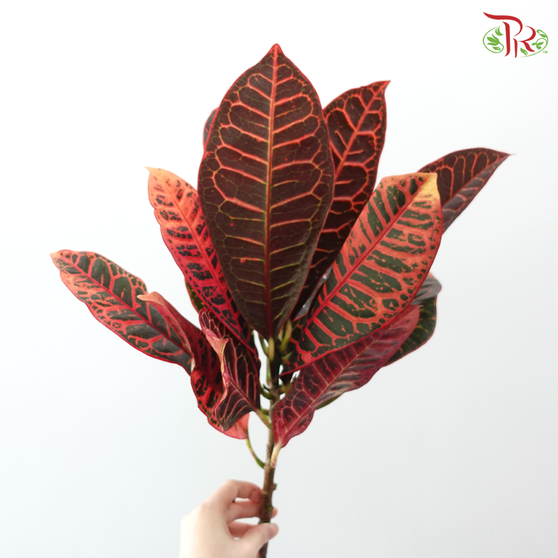 Batik Leaf (Croton) - (Per Bunch)