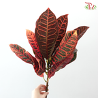 Batik Leaf (Croton) - (Per Bunch)