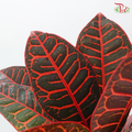 Batik Leaf (Croton) - (Per Bunch)