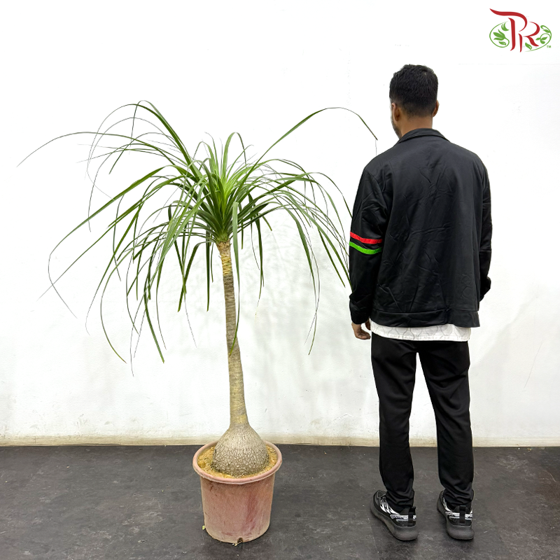 Beaucarnea Recurvata (Ponytail Palm) 3-4OH《酒瓶兰》