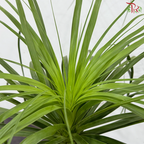 Beaucarnea Recurvata (Ponytail Palm) 3-4OH《酒瓶兰》