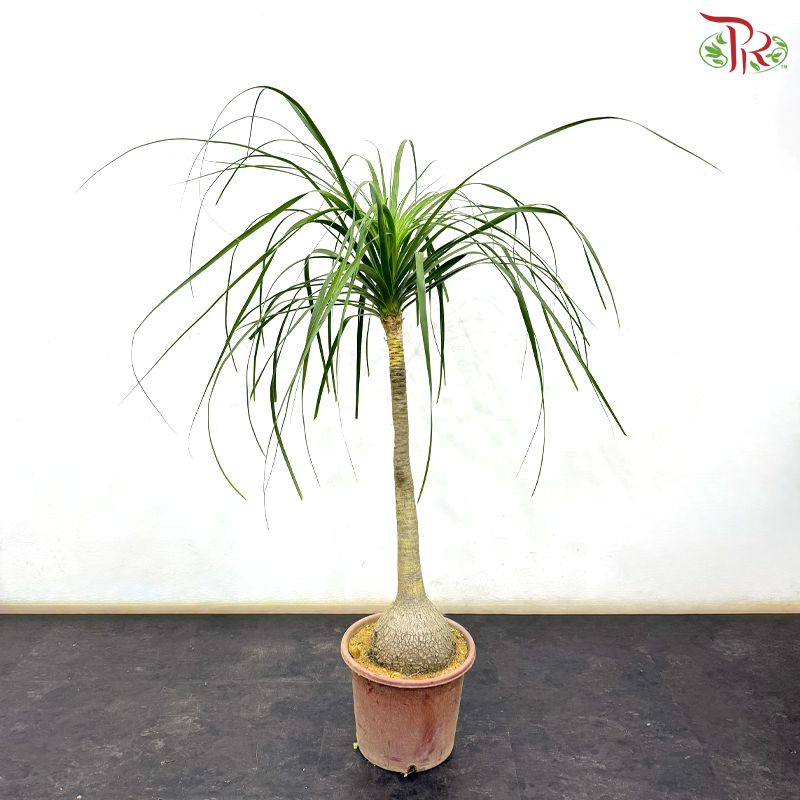 Beaucarnea Recurvata (Ponytail Palm) 3-4OH《酒瓶兰》