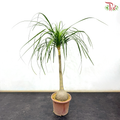 Beaucarnea Recurvata (Ponytail Palm) 3-4OH《酒瓶兰》