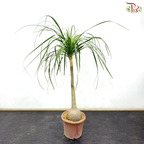 Beaucarnea Recurvata (Ponytail Palm) 3-4OH《酒瓶兰》