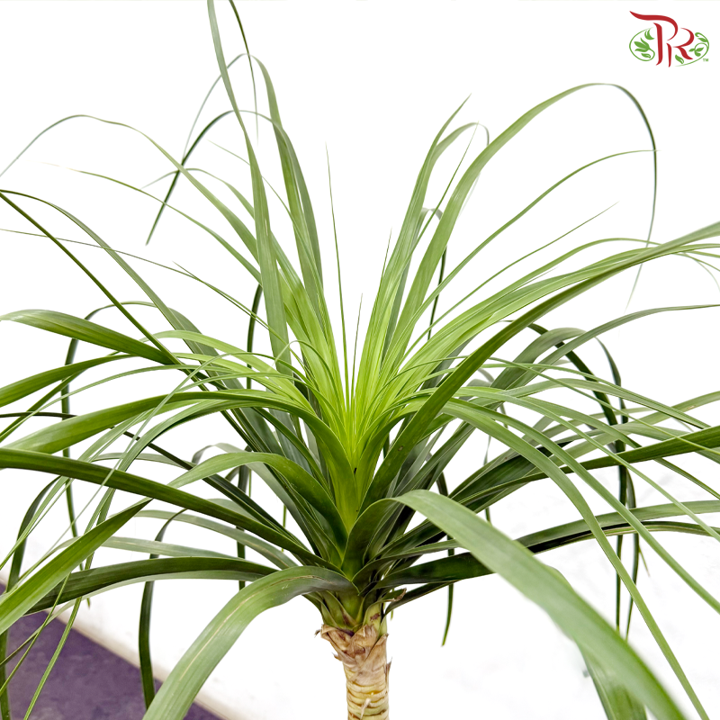 Beaucarnea Recurvata (Ponytail Palm) 3-4OH《酒瓶兰》