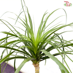 Beaucarnea Recurvata (Ponytail Palm) 3-4OH《酒瓶兰》