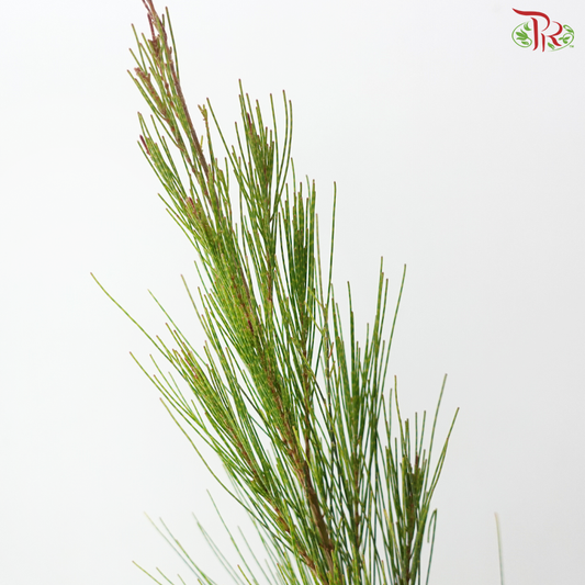 Beefwood (Per Bunch)