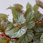 Begonia Don Miller P140 YG《唐米勒秋海棠》