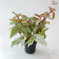 Begonia Don Miller P140 YG《唐米勒秋海棠》